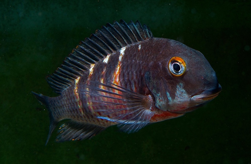 Tropheus Red Belly